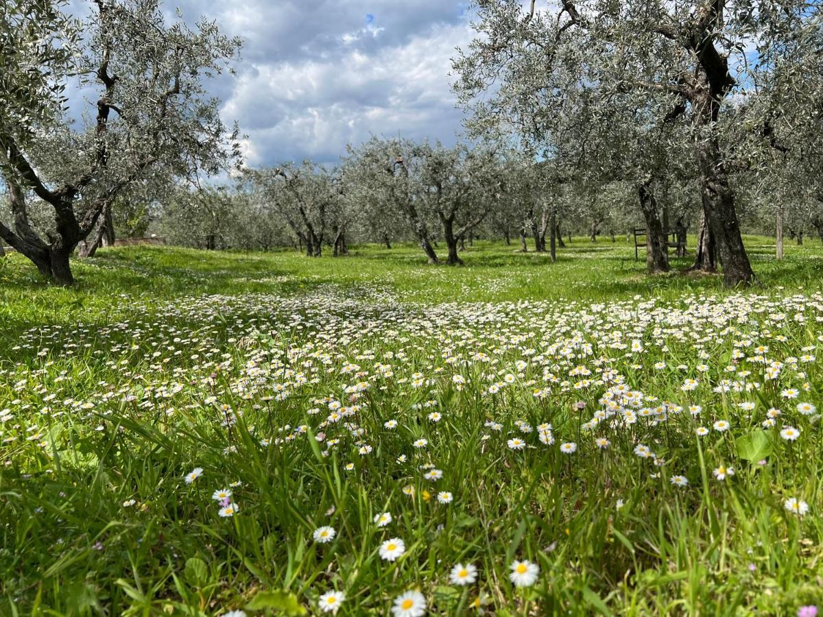La Casa Di Demetra. Un Paradiso Tra Gli Olivi. Montecchio  Εξωτερικό φωτογραφία